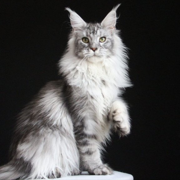 Maine Coon AP Grata