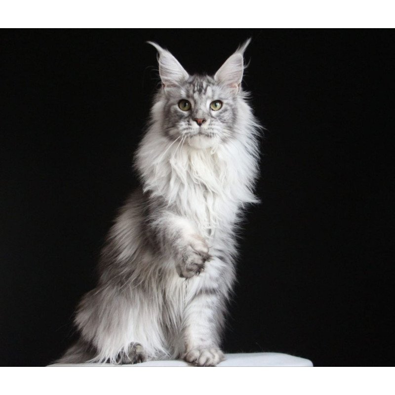 Maine Coon AP Grata