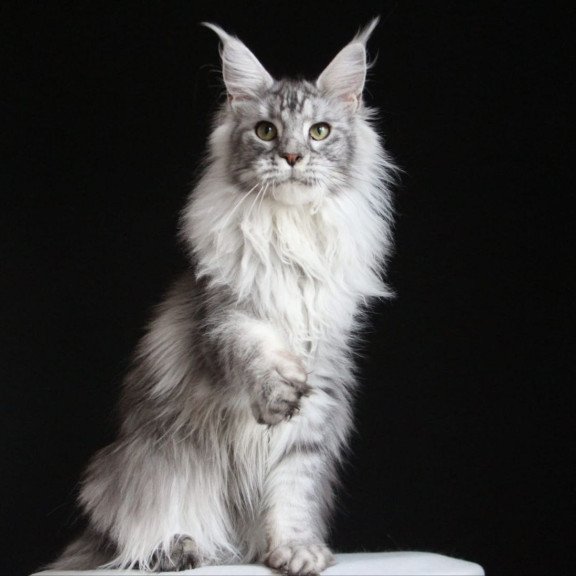 Maine Coon AP Grata