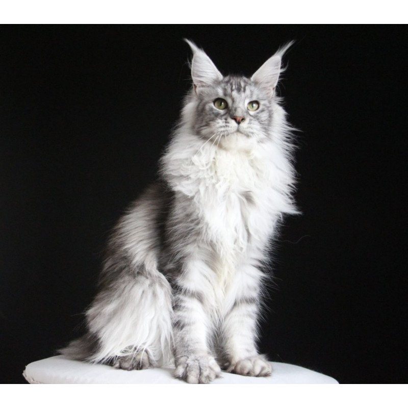 Maine Coon AP Grata