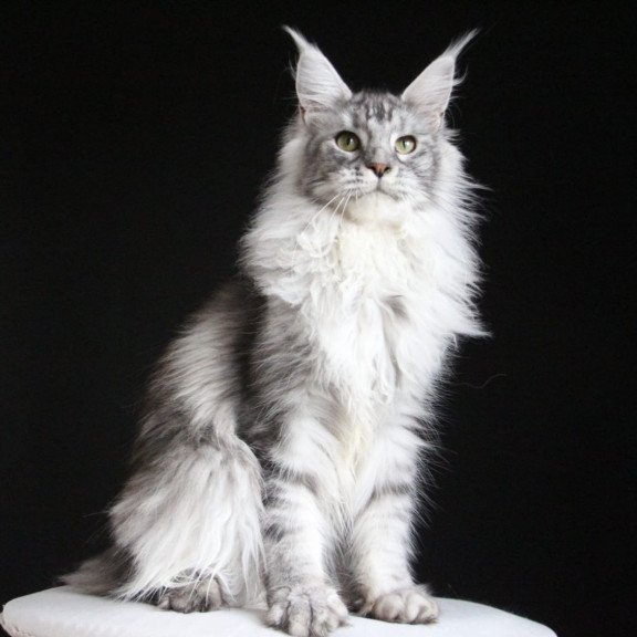 Maine Coon AP Grata