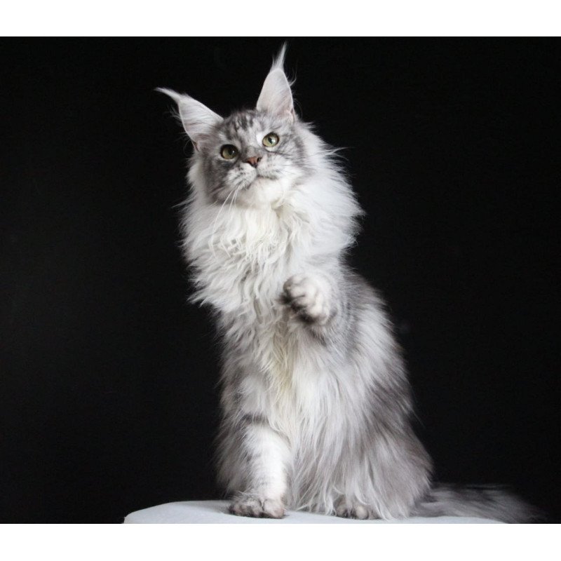 Maine Coon AP Grata