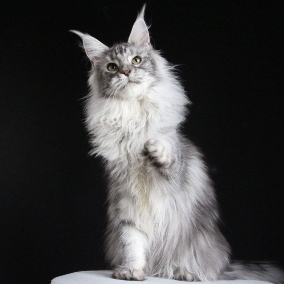 Maine Coon AP Grata