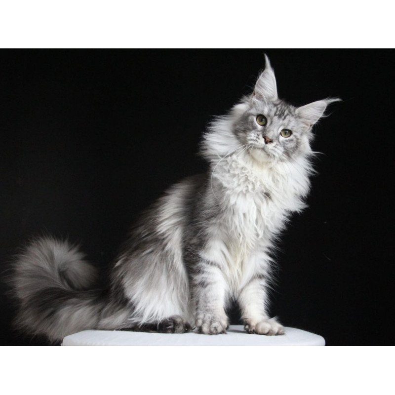 Maine Coon AP Grata