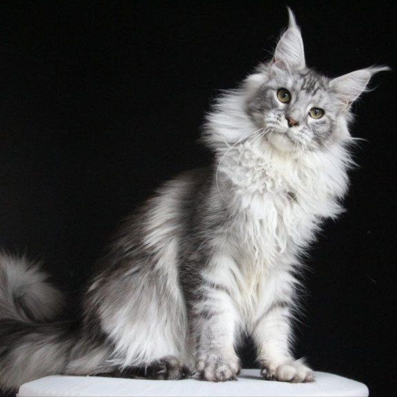 Maine Coon AP Grata