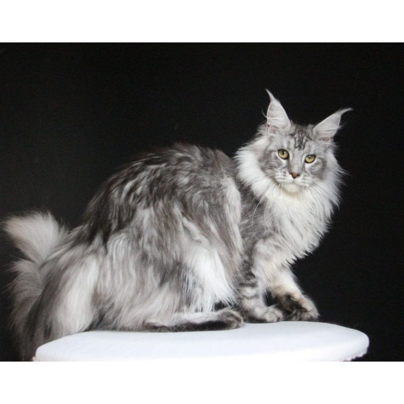 Maine Coon AP Grata