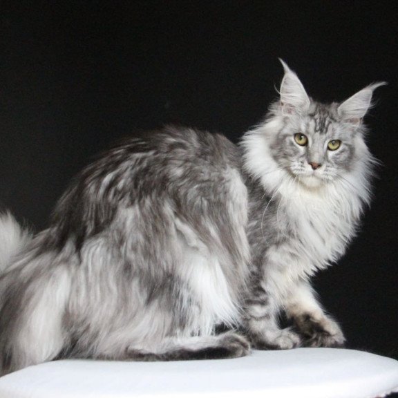 Maine Coon AP Grata