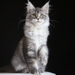 Maine Coon AP Michel