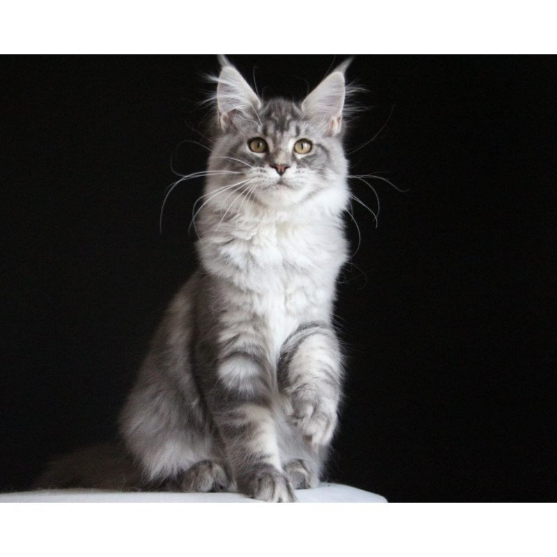 Maine Coon AP Michel
