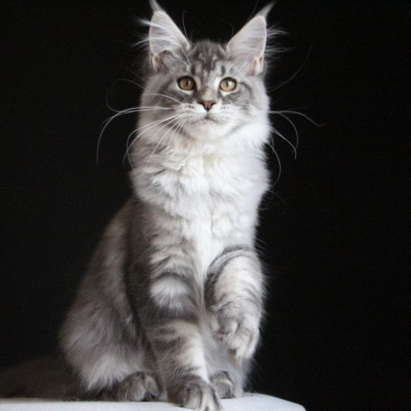Maine Coon AP Michel
