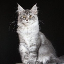 Maine Coon AP Michel