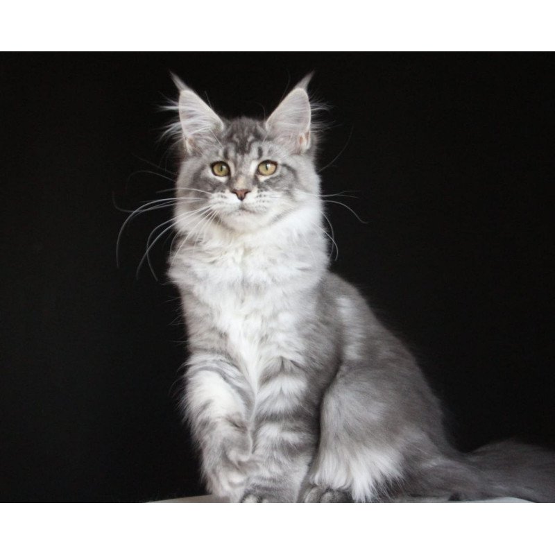 Maine Coon AP Michel