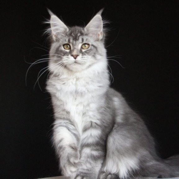 Maine Coon AP Michel