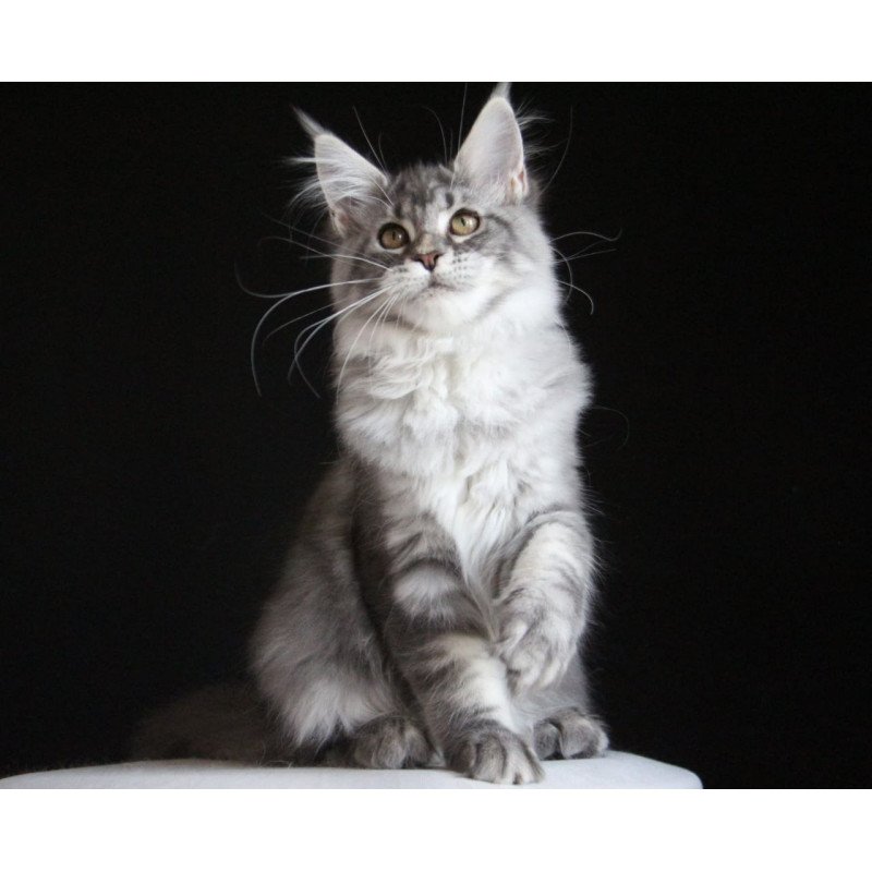 Maine Coon AP Michel