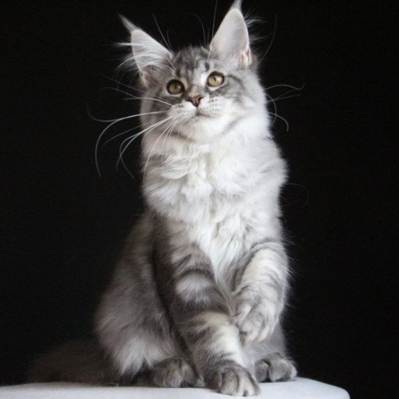 Maine Coon AP Michel