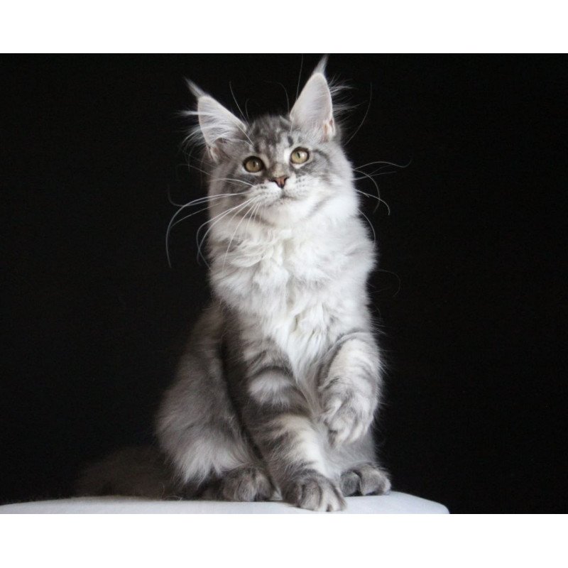 Maine Coon AP Michel