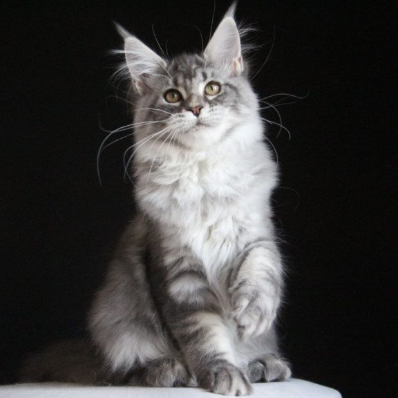 Maine Coon AP Michel
