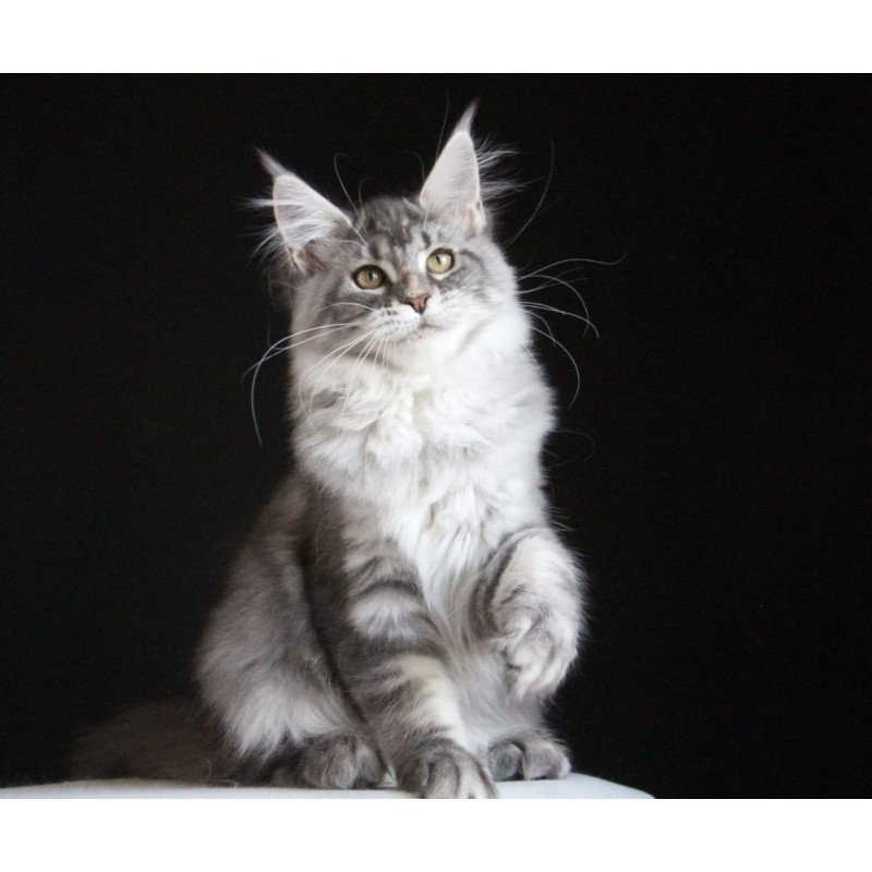 Maine Coon AP Michel