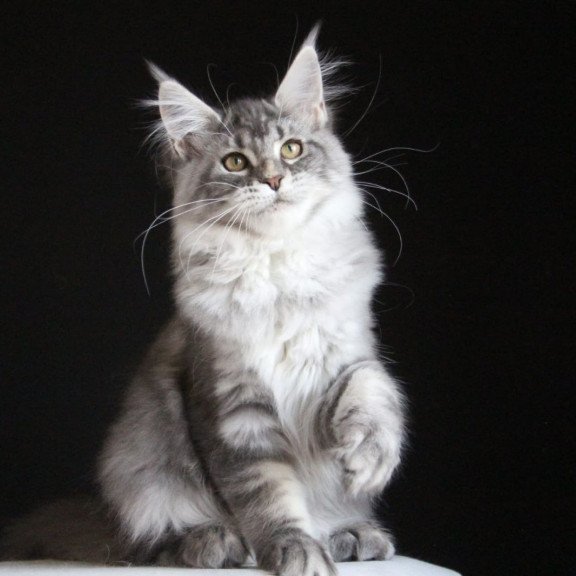 Maine Coon AP Michel
