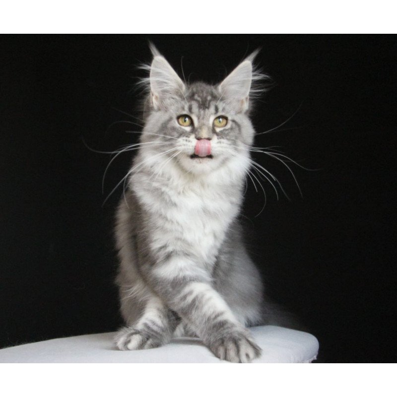 Maine Coon AP Michel