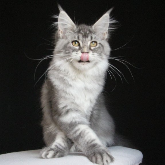 Maine Coon AP Michel