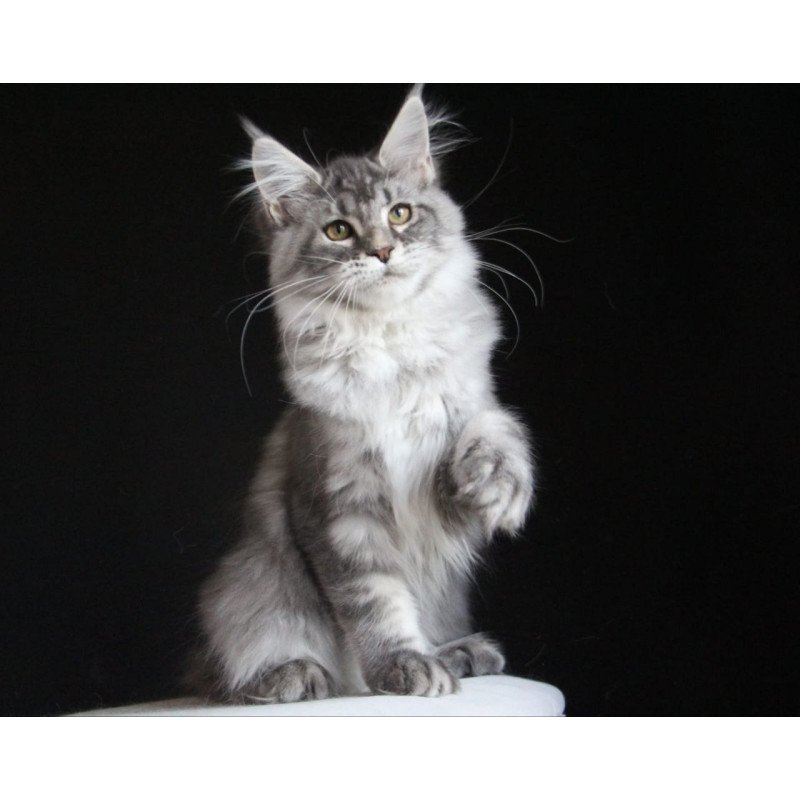 Maine Coon AP Michel