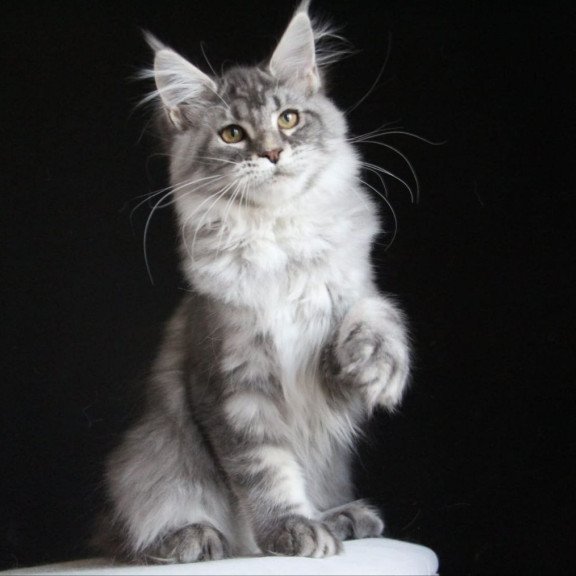 Maine Coon AP Michel