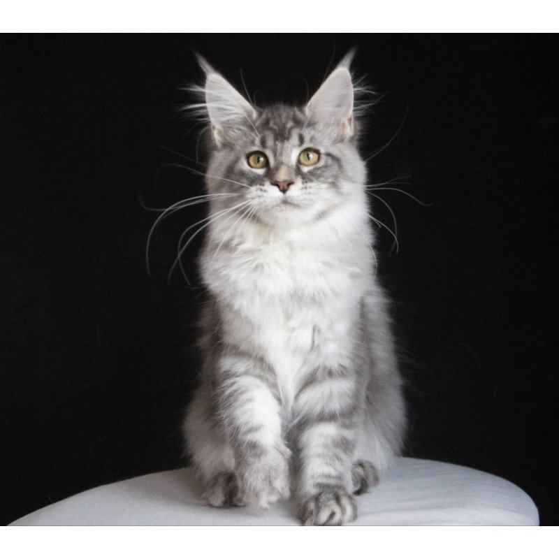 Maine Coon AP Michel