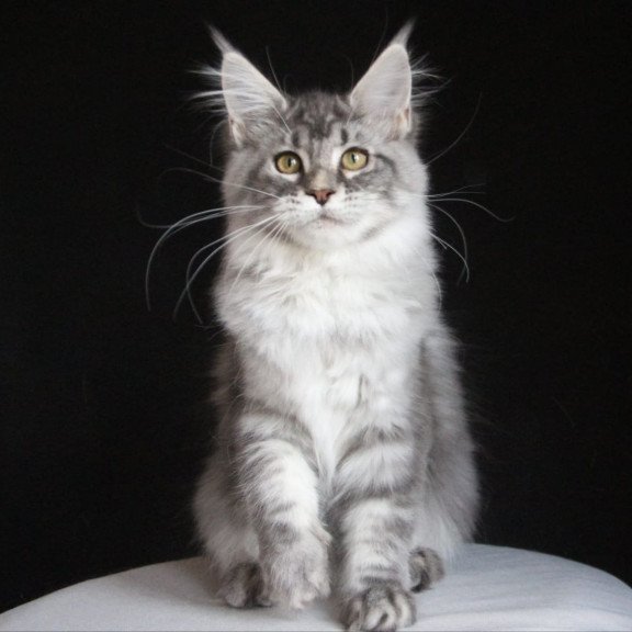 Maine Coon AP Michel