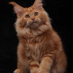 Maine Coon AP Racel