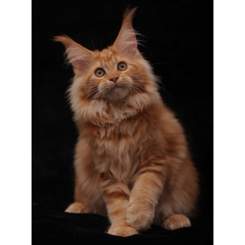Maine Coon AP Racel