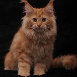 Maine Coon AP Racel