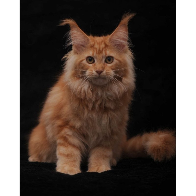 Maine Coon AP Racel