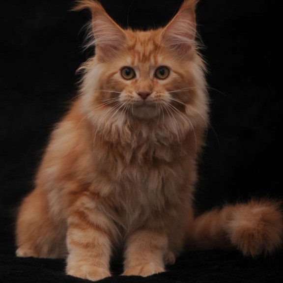 Maine Coon AP Racel