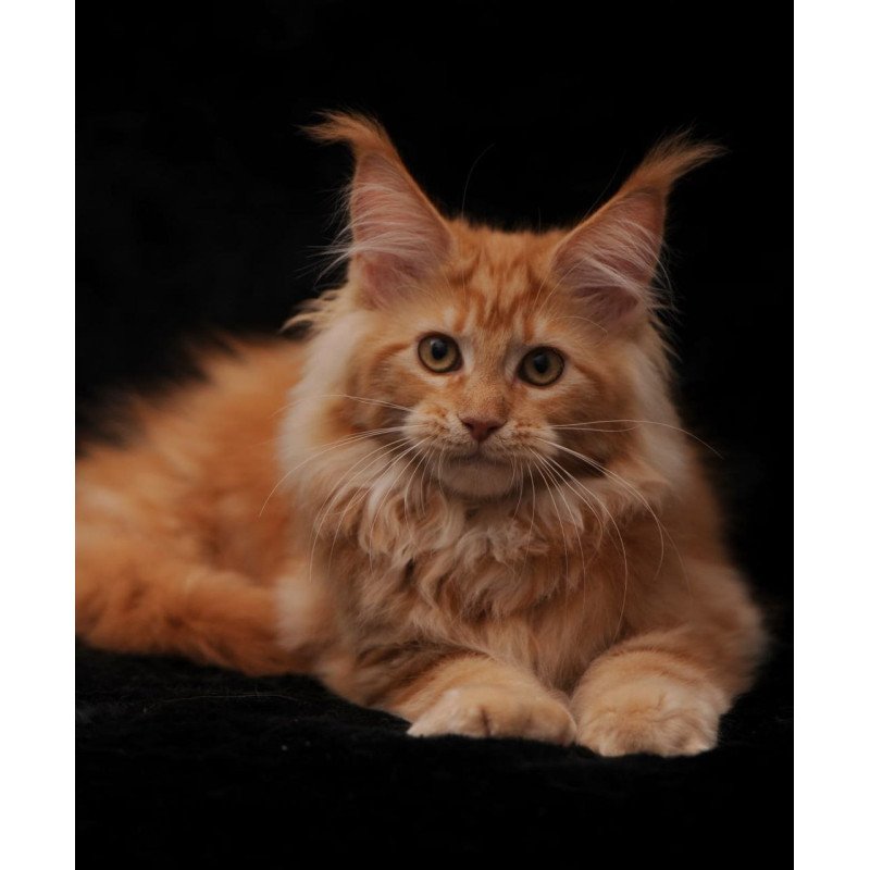 Maine Coon AP Racel