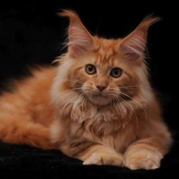 Maine Coon AP Racel