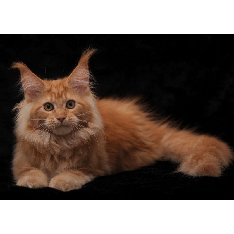 Maine Coon AP Racel