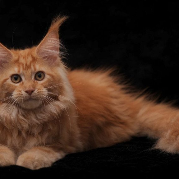 Maine Coon AP Racel