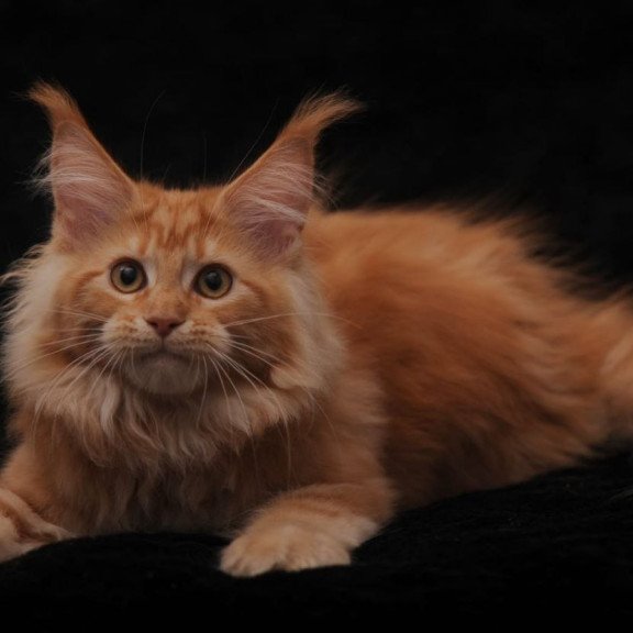 Maine Coon AP Racel