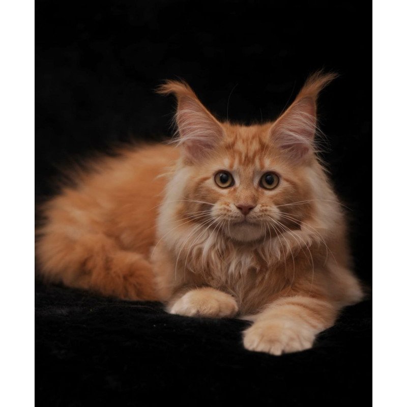 Maine Coon AP Racel