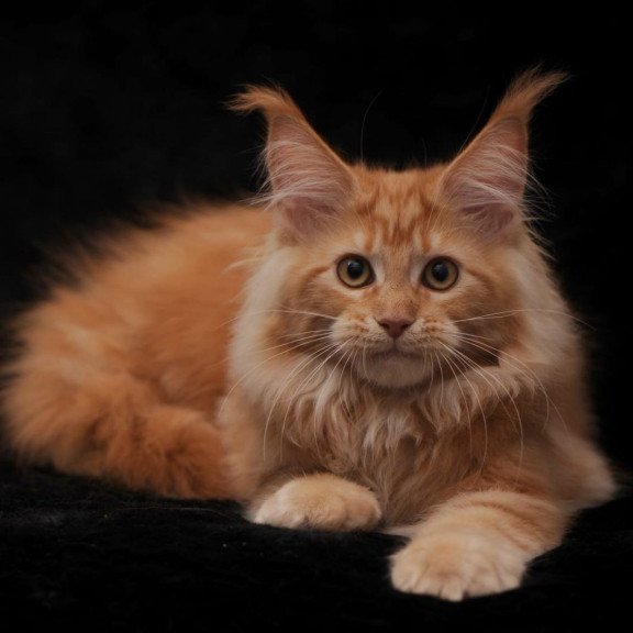 Maine Coon AP Racel