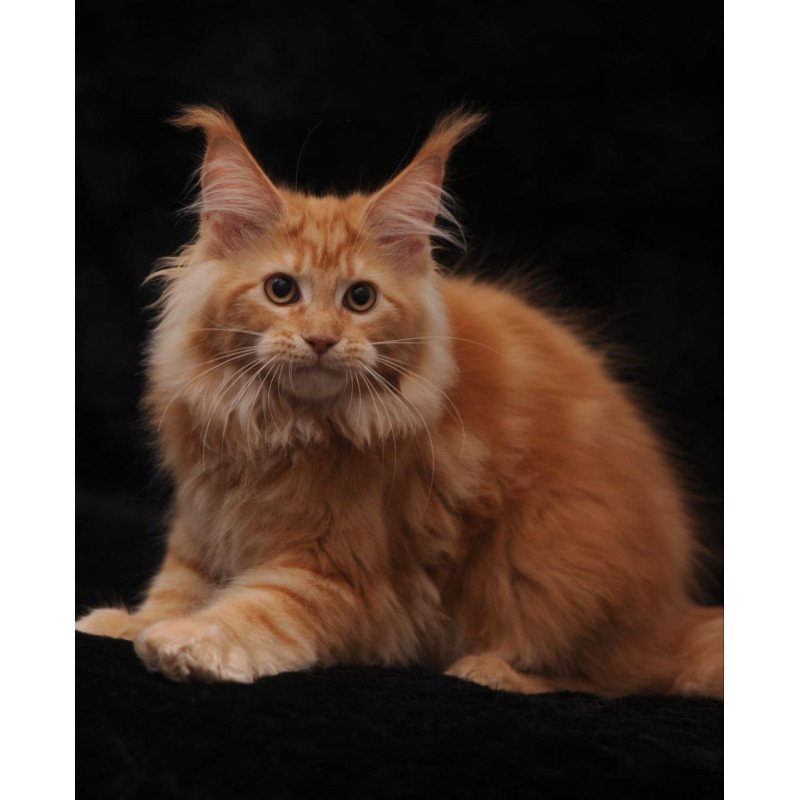 Maine Coon AP Racel