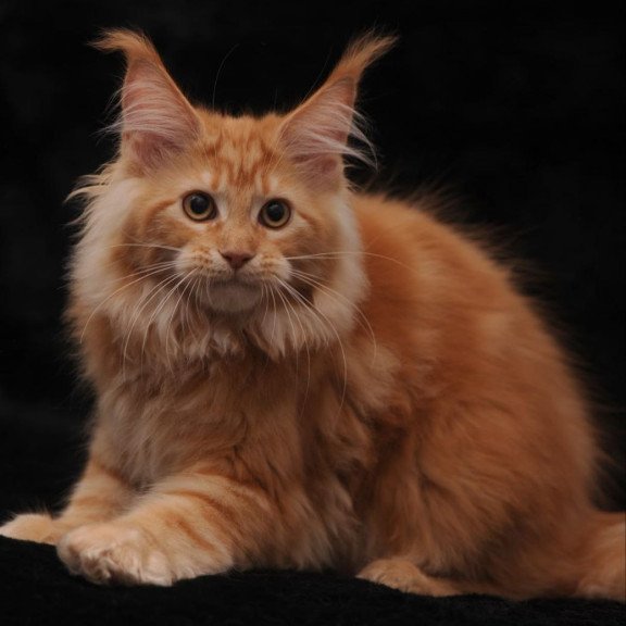 Maine Coon AP Racel