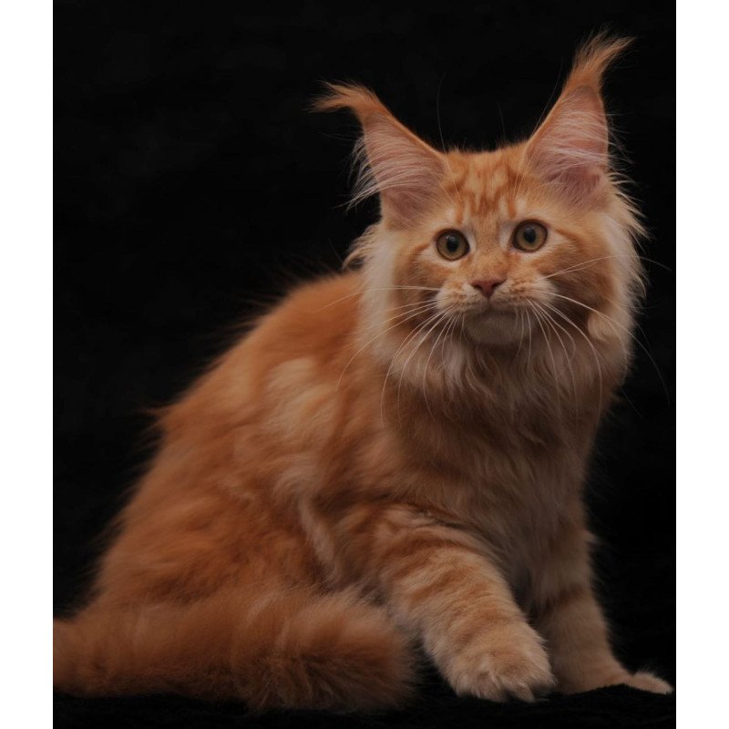 Maine Coon AP Racel
