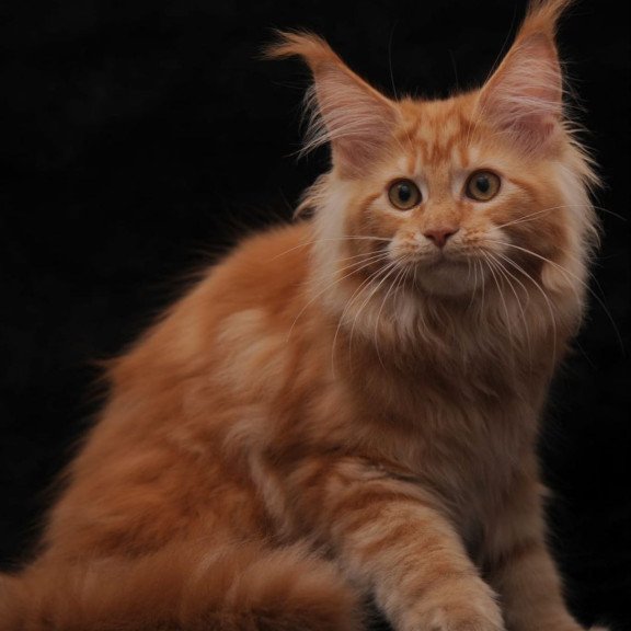 Maine Coon AP Racel