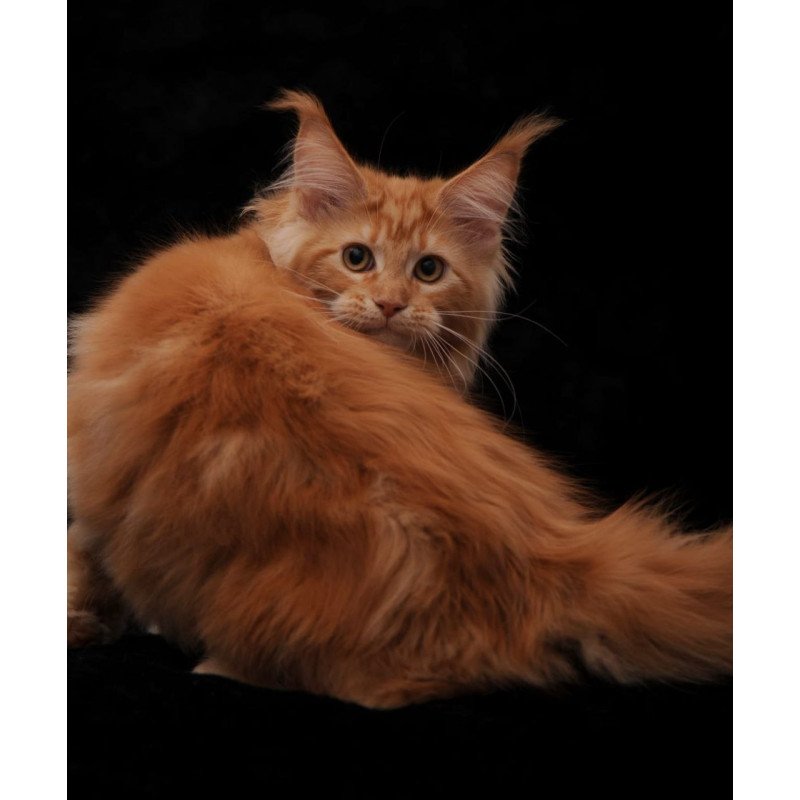 Maine Coon AP Racel