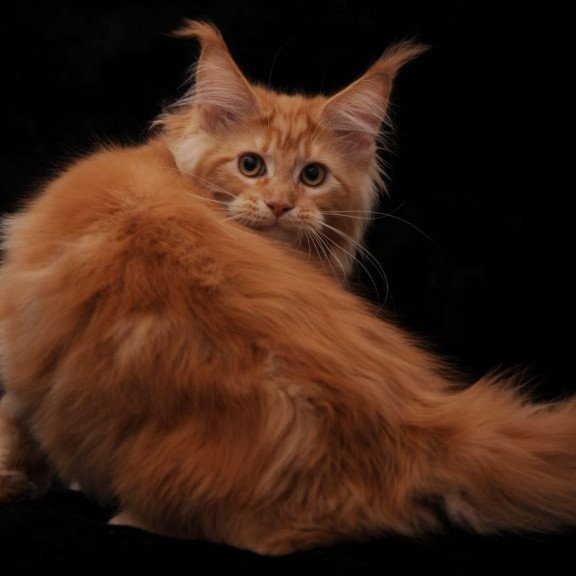 Maine Coon AP Racel
