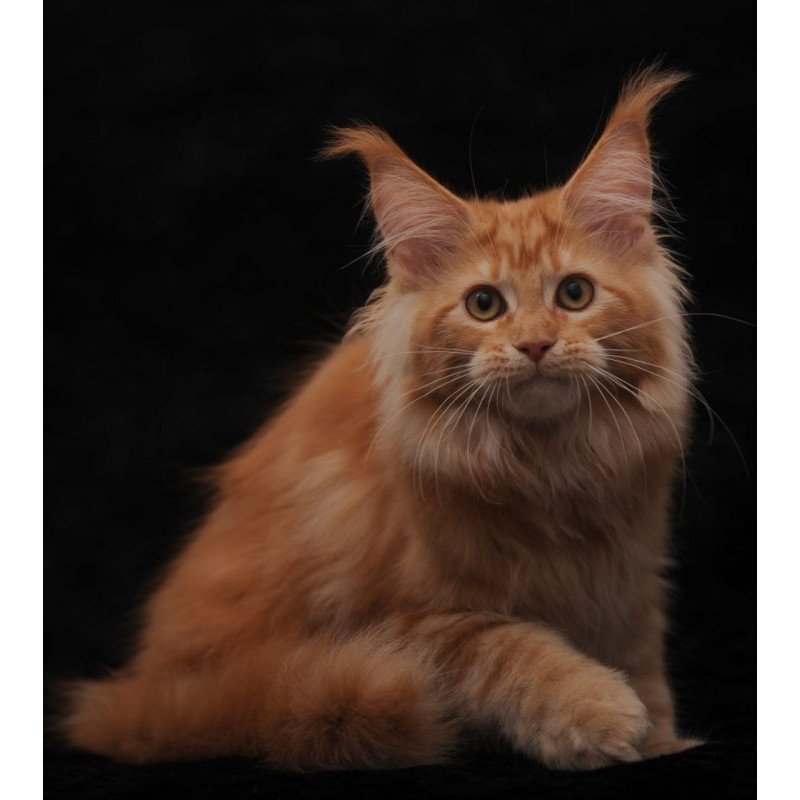 Maine Coon AP Racel