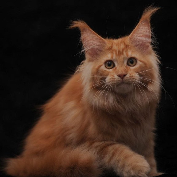 Maine Coon AP Racel