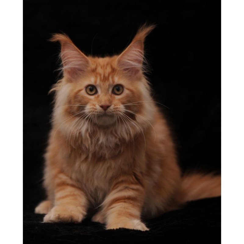Maine Coon AP Racel